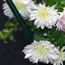 Chrysanthemum Snowscape